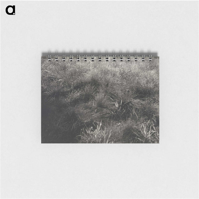 2-11_Alfred-Stieglitz_memo