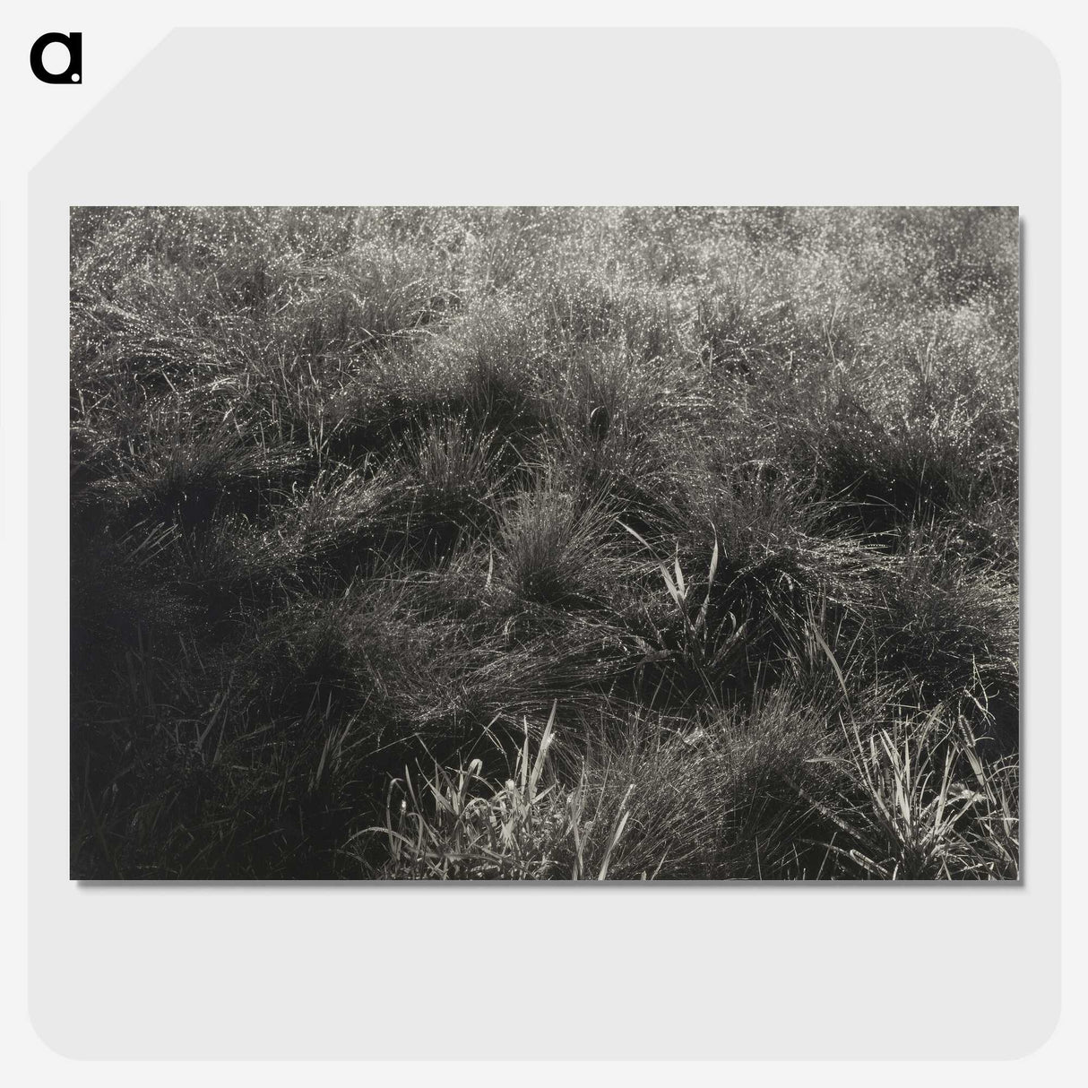 2-11_Alfred-Stieglitz_picture-crop