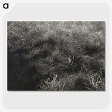 2-11_Alfred-Stieglitz_picture-crop