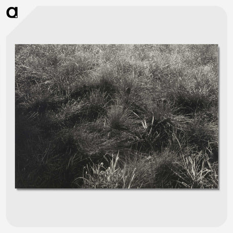 2-11_Alfred-Stieglitz_picture-crop
