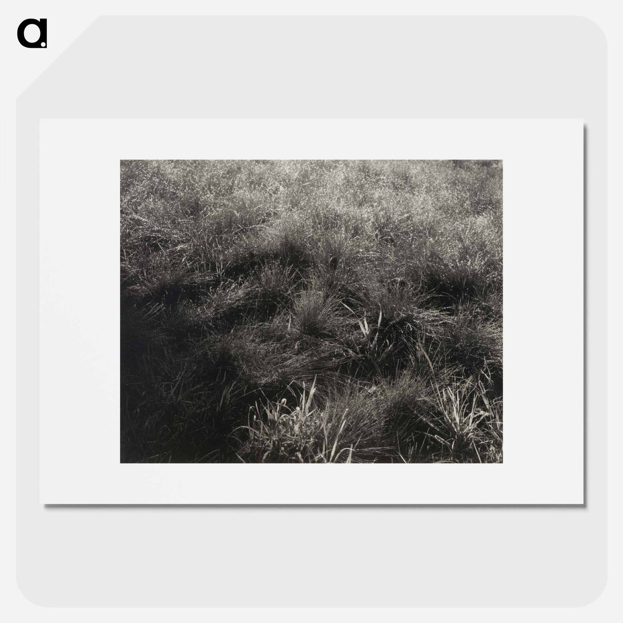 Grasses - アルフレッド スティーグリッツ Poster.