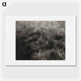 Grasses - アルフレッド スティーグリッツ Poster.