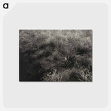 アートポストカード-Grasses - アルフレッド スティーグリッツ Postcard.