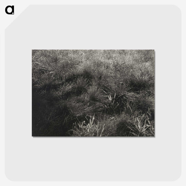 2-11_Alfred-Stieglitz_postcard