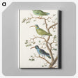 2-11_Anselmus-Boetius-de-Boodt_canvas