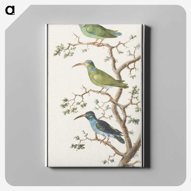 2-11_Anselmus-Boetius-de-Boodt_canvas
