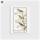 アートポストカード-Honeysuckers - アンセルムス ボエティウス デ ブート Postcard.