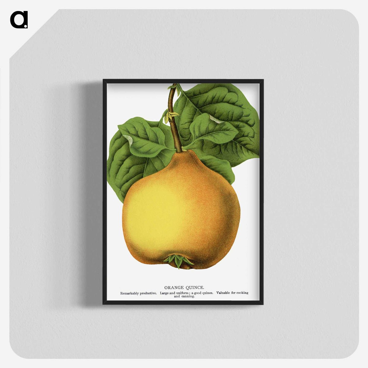 2-11_Botanical-Specimen-Plates_blk-crop
