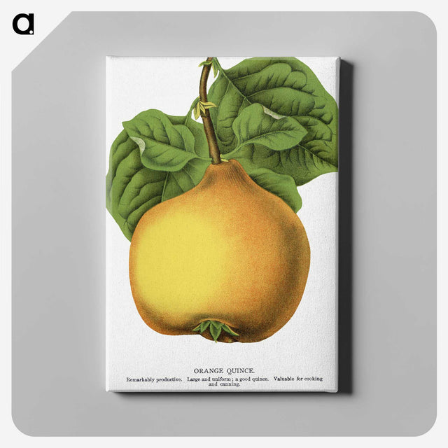 2-11_Botanical-Specimen-Plates_canvas