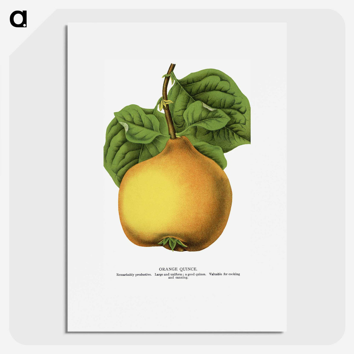 2-11_Botanical-Specimen-Plates_picture
