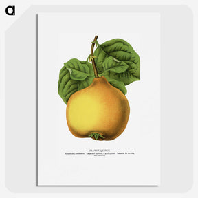 2-11_Botanical-Specimen-Plates_picture
