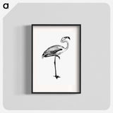 アートポスター-Flamingo from Voyages Dans les Deux Océans Atlantique et Pacifique
 - 大英図書館 Poster.
