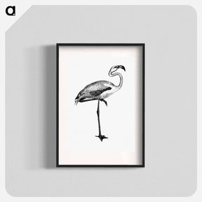 アートポスター-Flamingo from Voyages Dans les Deux Océans Atlantique et Pacifique
 - 大英図書館 Poster.