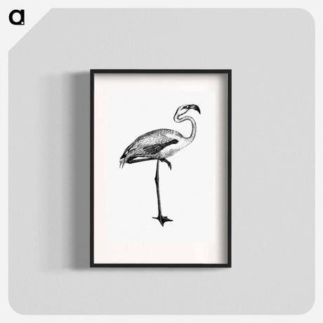 アートポスター-Flamingo from Voyages Dans les Deux Océans Atlantique et Pacifique
 - 大英図書館 Poster.