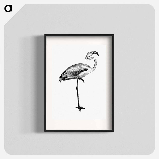 アートポスター-Flamingo from Voyages Dans les Deux Océans Atlantique et Pacifique
 - 大英図書館 Poster.