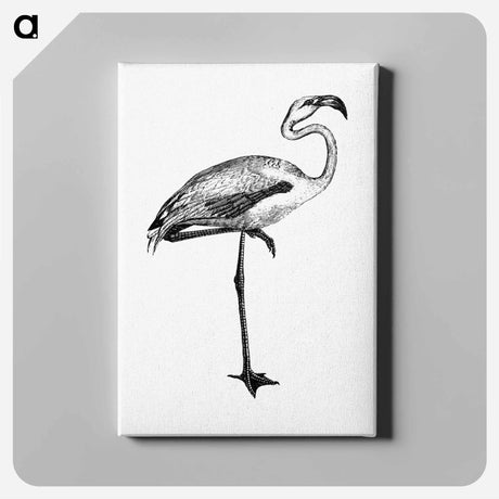 アートパネル-Flamingo from Voyages Dans les Deux Océans Atlantique et Pacifique
 - 大英図書館 Canvas.