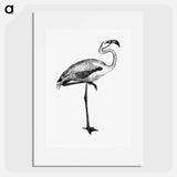 アートポスター-Flamingo from Voyages Dans les Deux Océans Atlantique et Pacifique
 - 大英図書館 Poster.