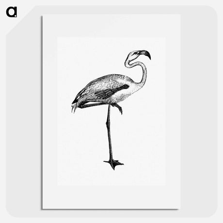 アートポスター-Flamingo from Voyages Dans les Deux Océans Atlantique et Pacifique
 - 大英図書館 Poster.