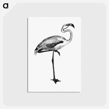アートポストカード-Flamingo from Voyages Dans les Deux Océans Atlantique et Pacifique
 - 大英図書館 Postcard.