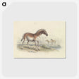 2-11_Charles-Hamilton-Smith_postcard