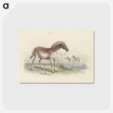 2-11_Charles-Hamilton-Smith_postcard