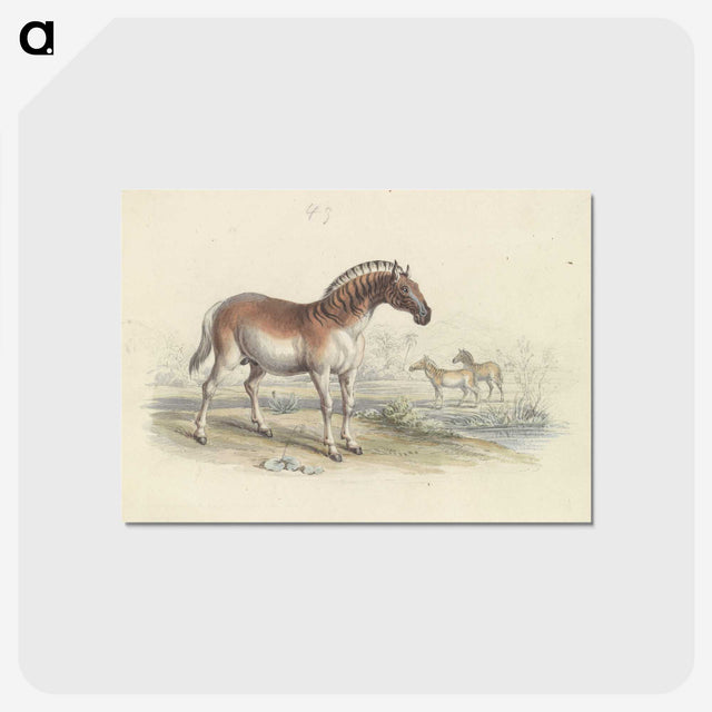 2-11_Charles-Hamilton-Smith_postcard