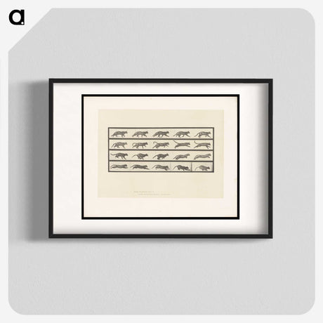 2-11_Eadweard-Muybridge_blk
