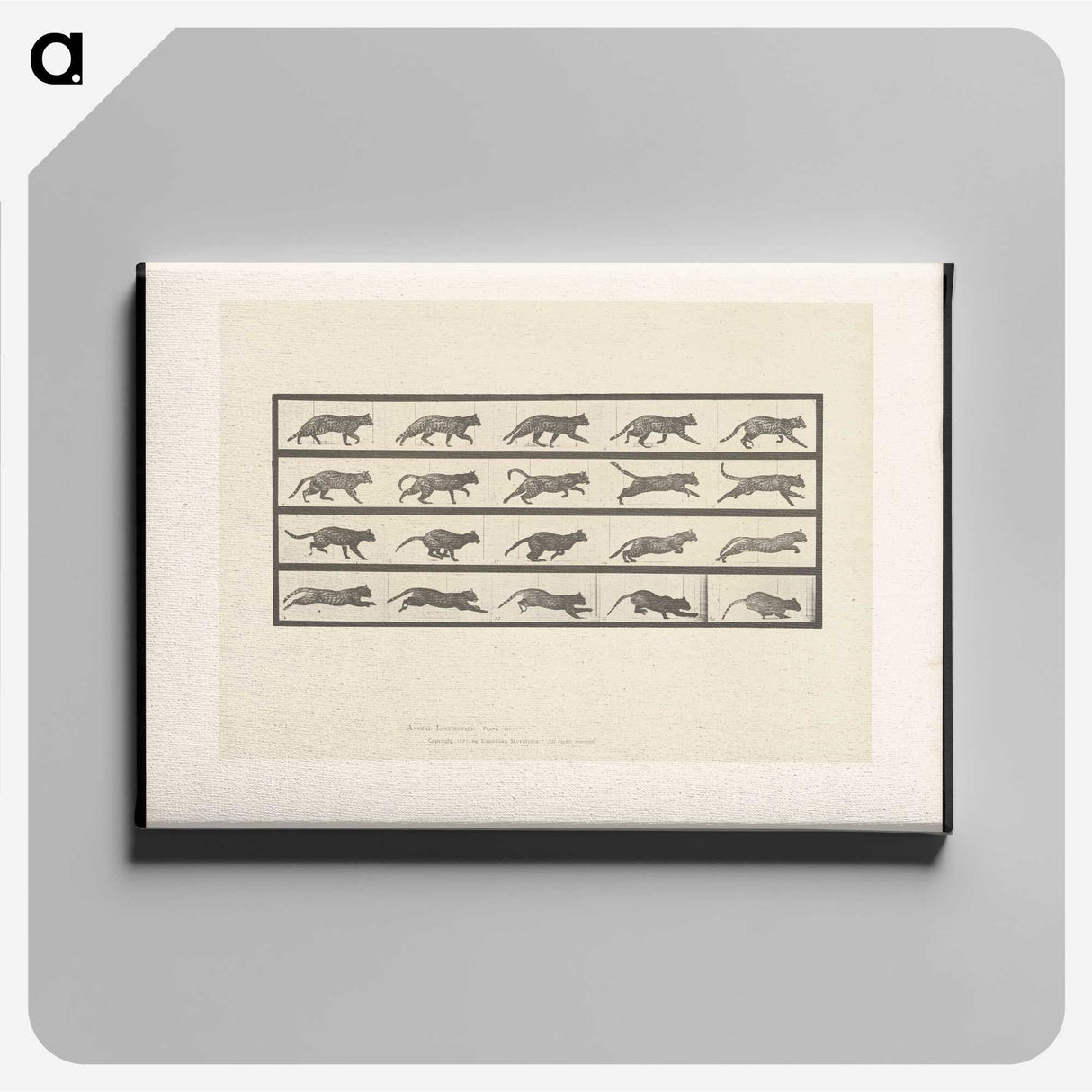 2-11_Eadweard-Muybridge_canvas