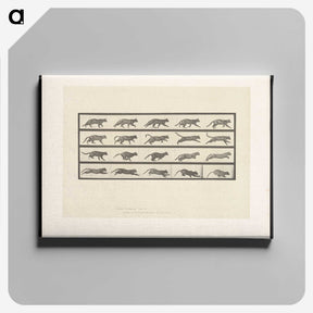 2-11_Eadweard-Muybridge_canvas