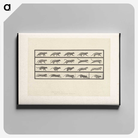 2-11_Eadweard-Muybridge_canvas