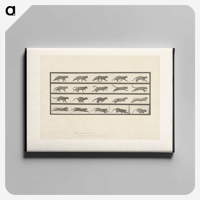 2-11_Eadweard-Muybridge_canvas