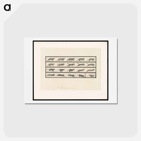 アートポストカード-Running Cat
 - エドワード マイブリッジ Postcard.