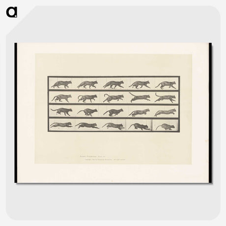 2-11_Eadweard-Muybridge_picture-crop