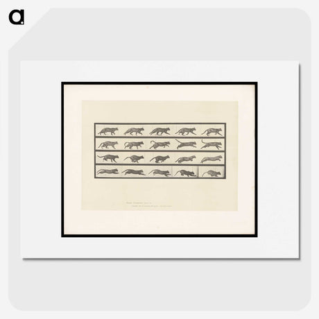 2-11_Eadweard-Muybridge_picture