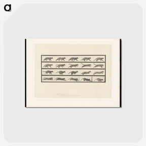2-11_Eadweard-Muybridge_postcard