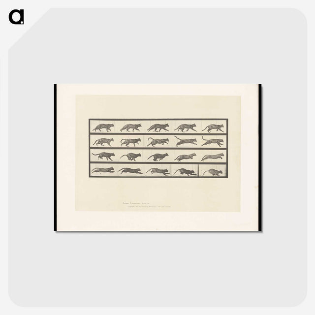 2-11_Eadweard-Muybridge_postcard