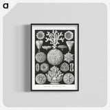 2-11_Ernst-Haeckel_blk-crop