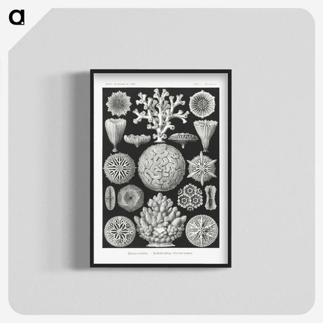 2-11_Ernst-Haeckel_blk-crop