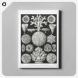 2-11_Ernst-Haeckel_canvas