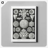 2-11_Ernst-Haeckel_canvas
