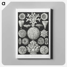 2-11_Ernst-Haeckel_canvas
