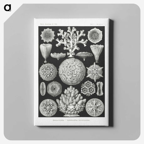 2-11_Ernst-Haeckel_canvas