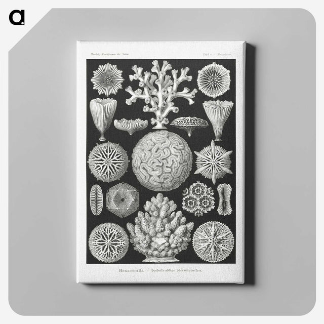 2-11_Ernst-Haeckel_canvas