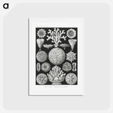 アートポストカード-Hexacoralla–Sechsstrahlige Sternkorallen - エルンスト ヘッケル Postcard.