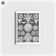 2-11_Ernst-Haeckel_memo