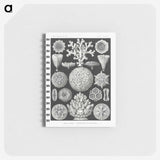 2-11_Ernst-Haeckel_memo