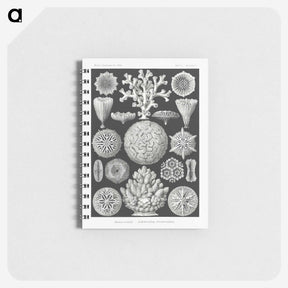2-11_Ernst-Haeckel_memo
