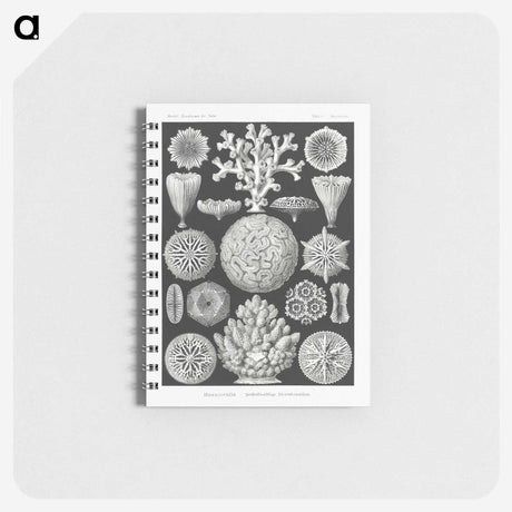 2-11_Ernst-Haeckel_memo
