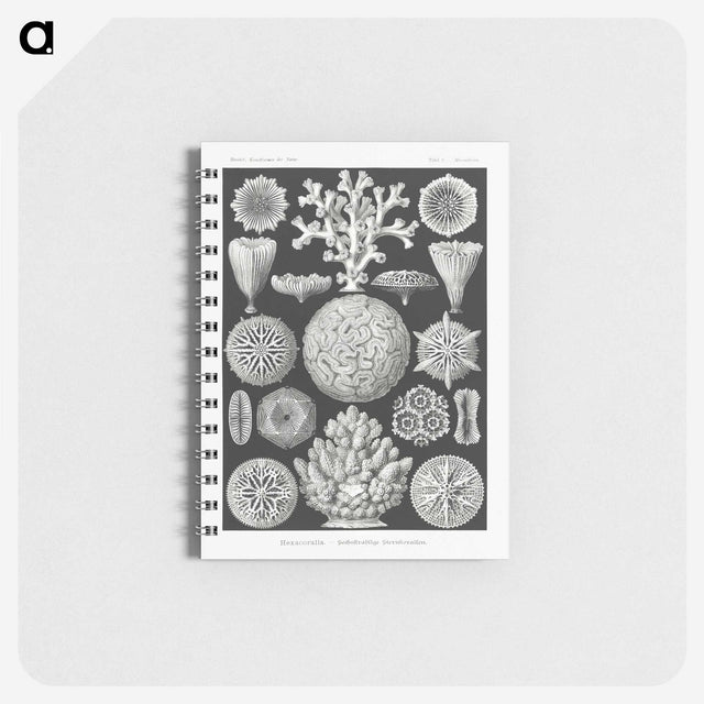 2-11_Ernst-Haeckel_memo