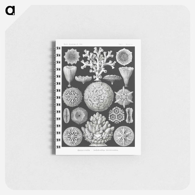 アートメモ帳-Hexacoralla–Sechsstrahlige Sternkorallen - エルンスト ヘッケル Memo.
